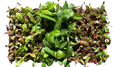 2" Carnivorous Nepenthes Assortment